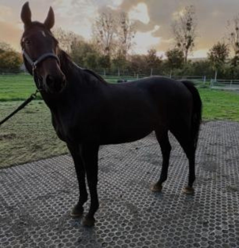 DALLE STABILISATRICE CHARGE LOURDE
